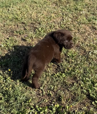Les chiots de Labrador Retriever