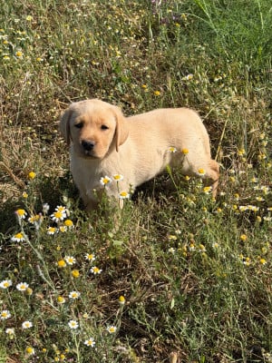 Les chiots de Labrador Retriever