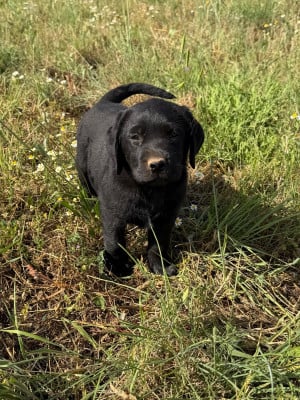 Les chiots de Labrador Retriever