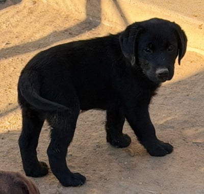 Les chiots de Labrador Retriever