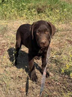 Les chiots de Labrador Retriever