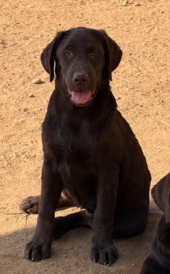 Les chiots de Labrador Retriever