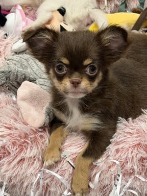Bijou - Chihuahua