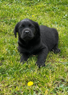 Les chiots de Labrador Retriever