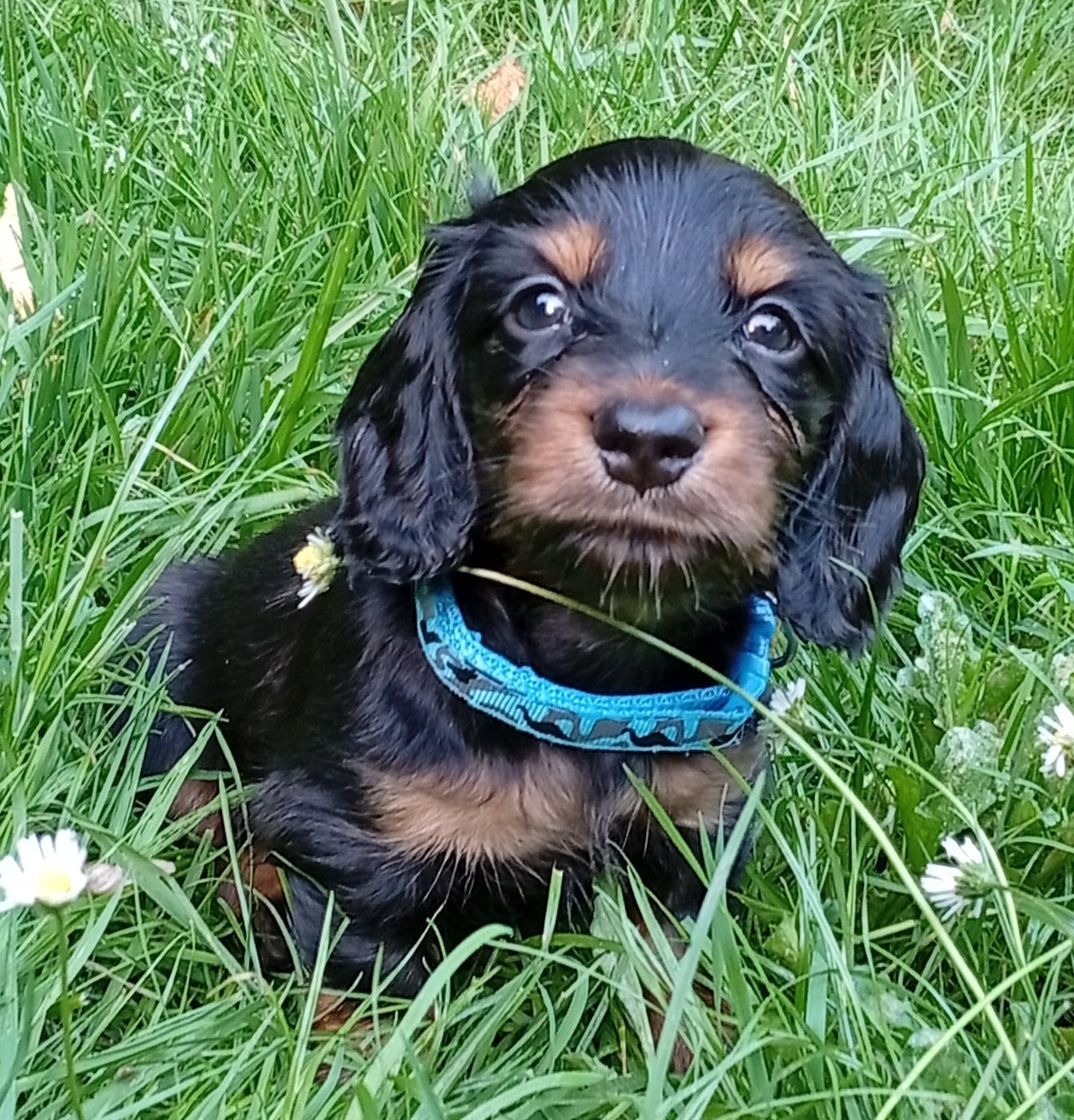 CHIOT Blue