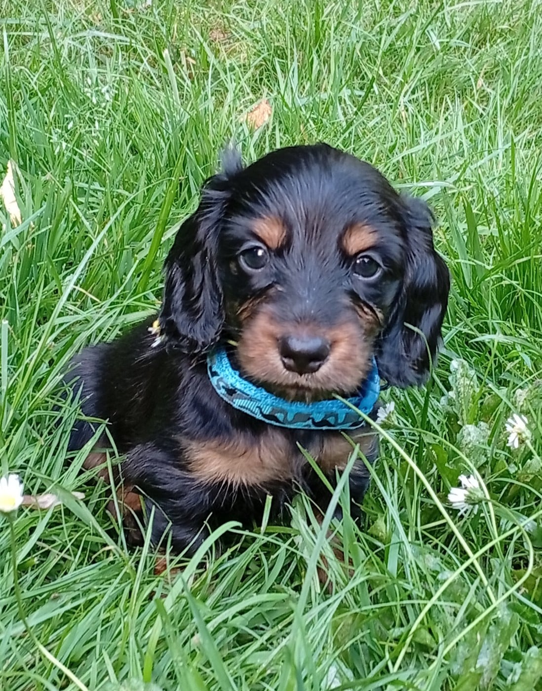 CHIOT Blue