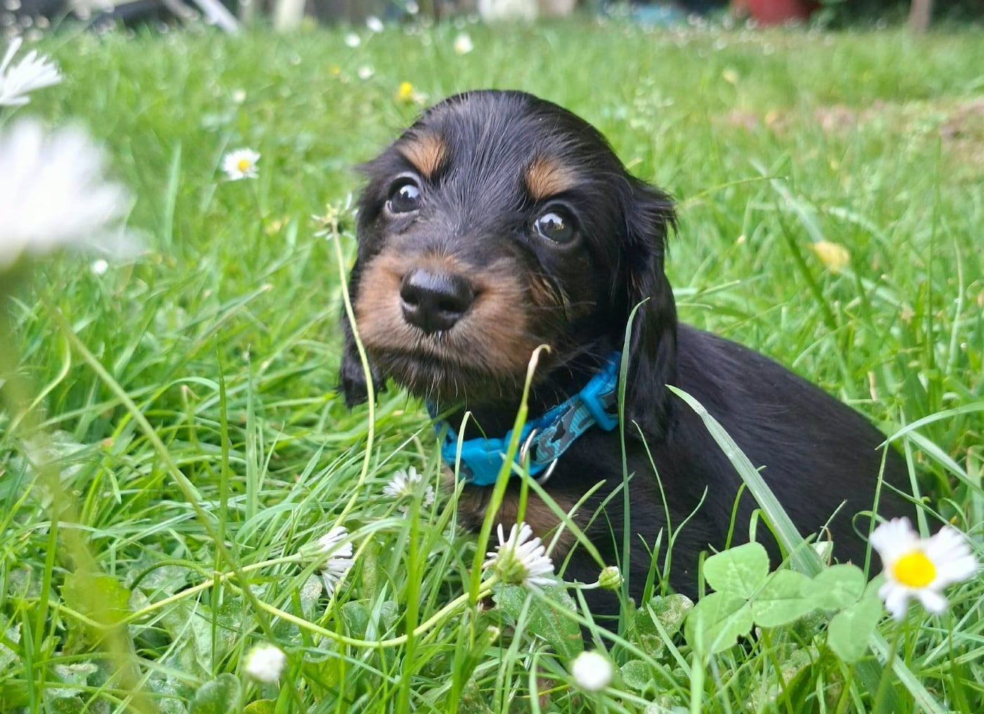 CHIOT Blue