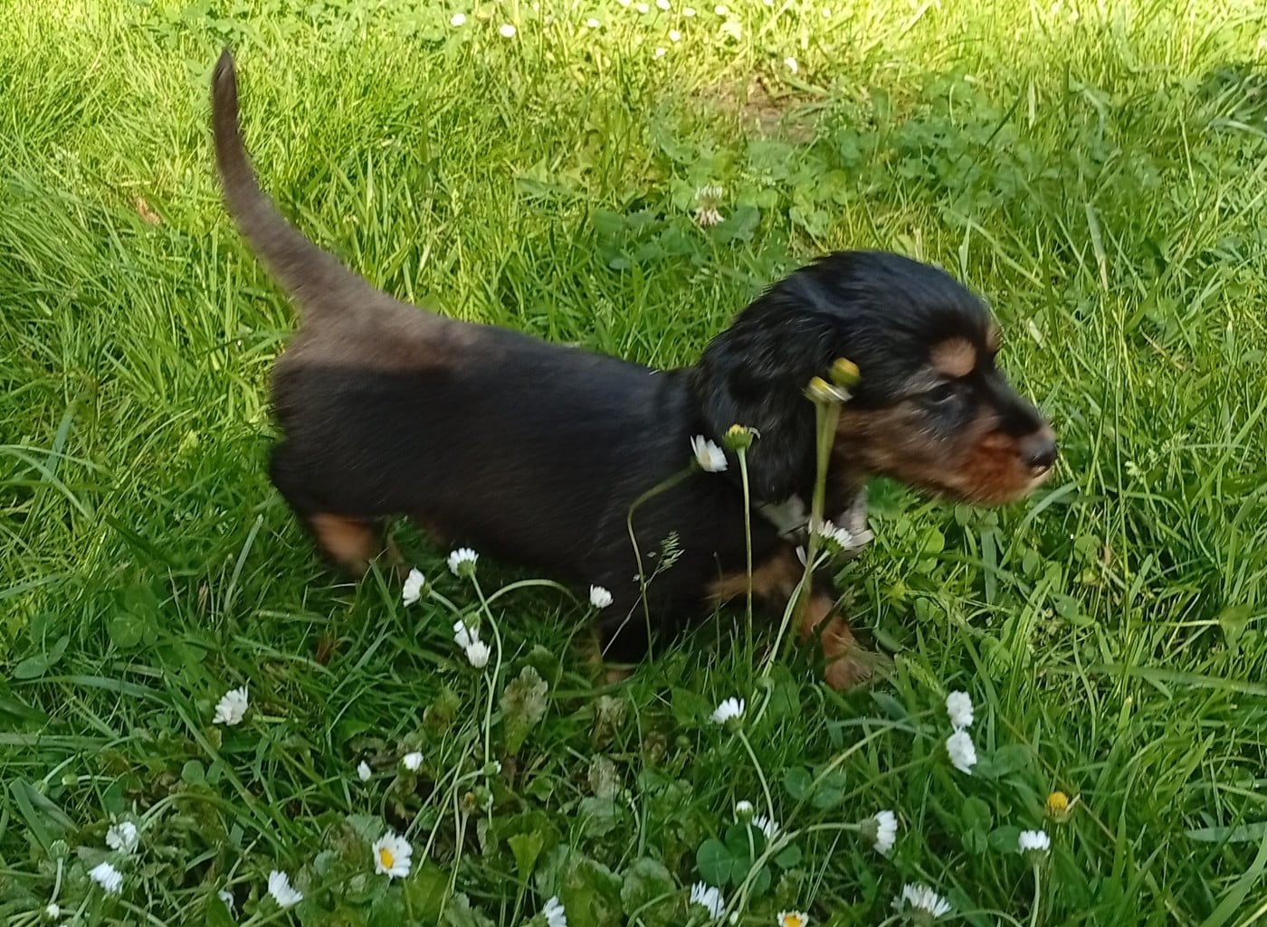 CHIOT gris