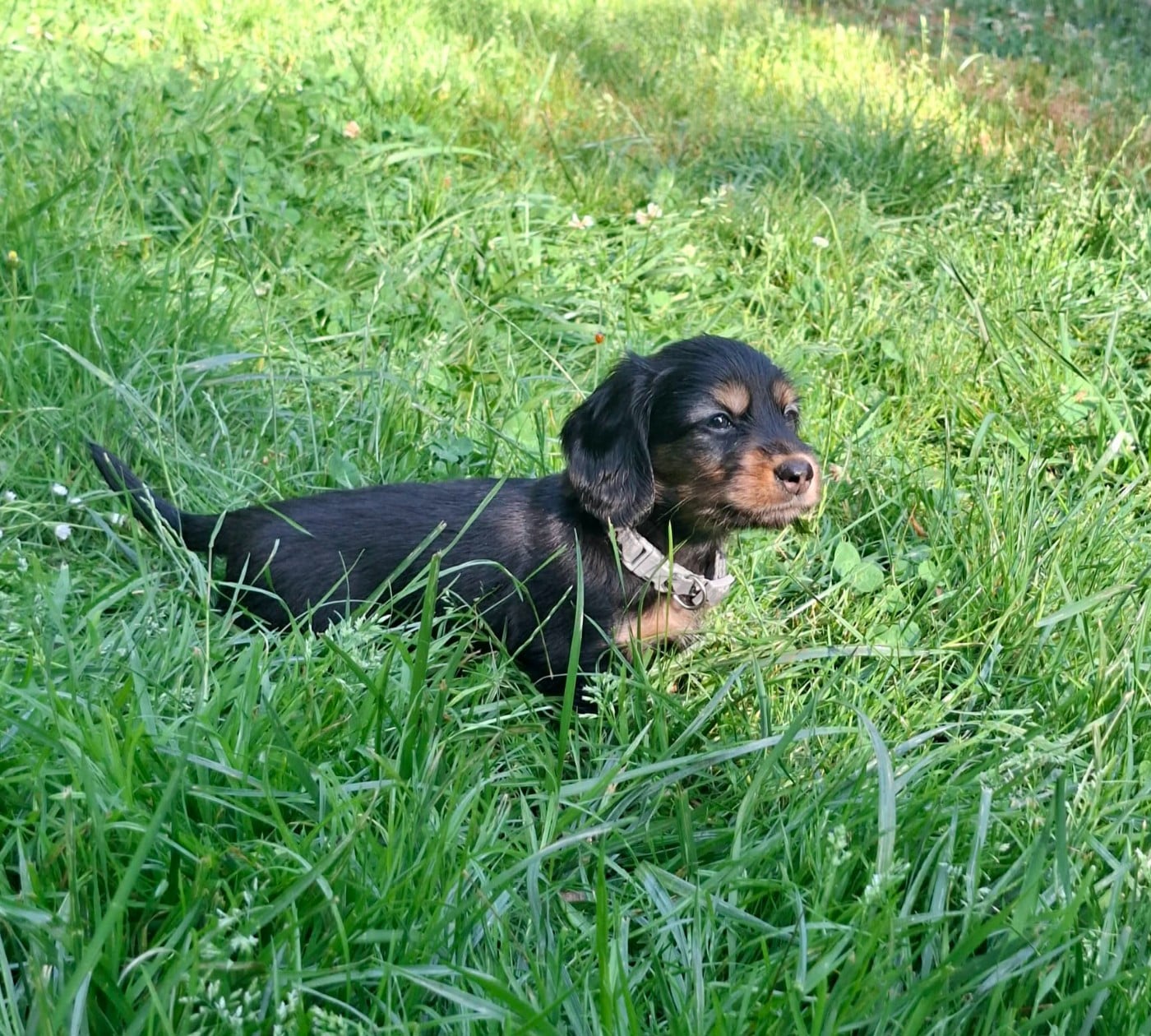 CHIOT gris