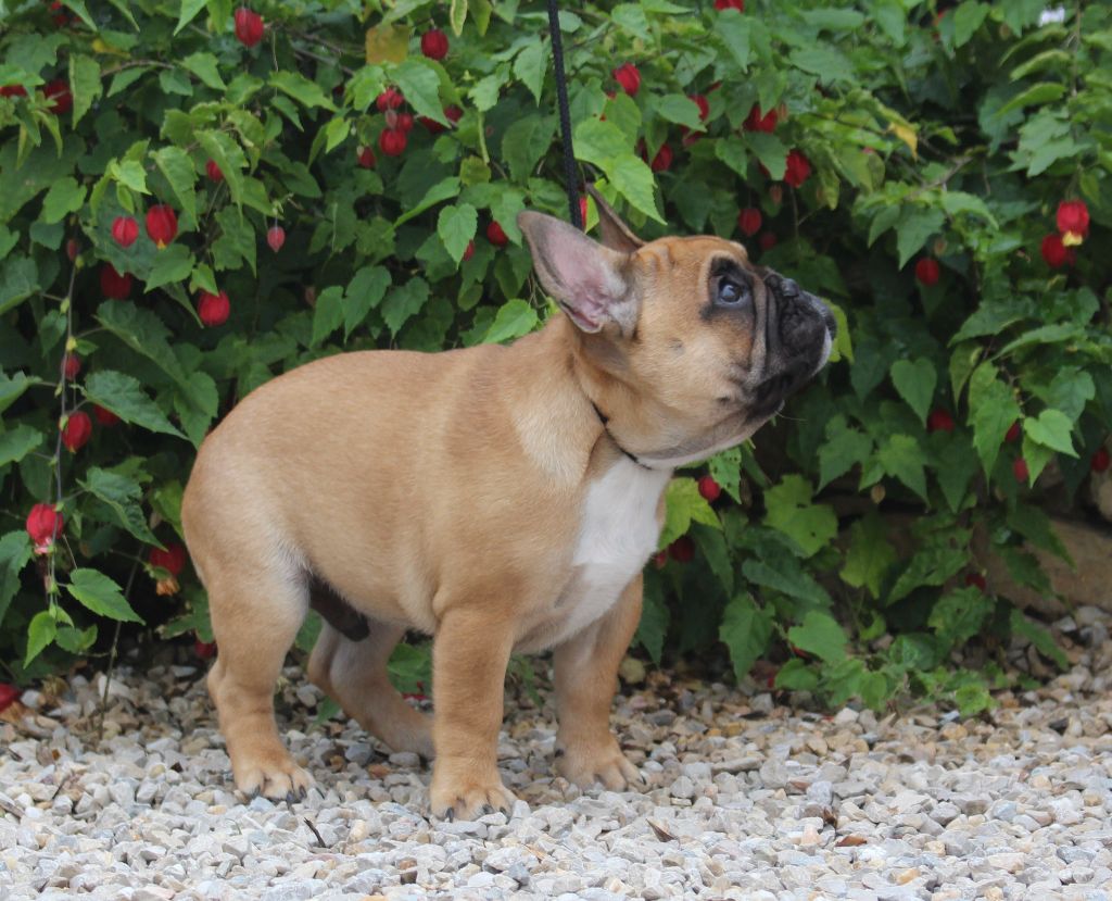 Pablito Du Clos De Chantegrive