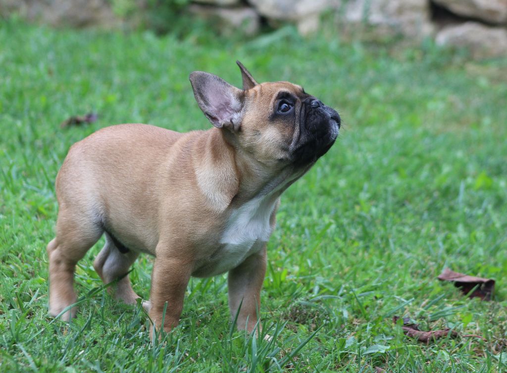 Pablito Du Clos De Chantegrive