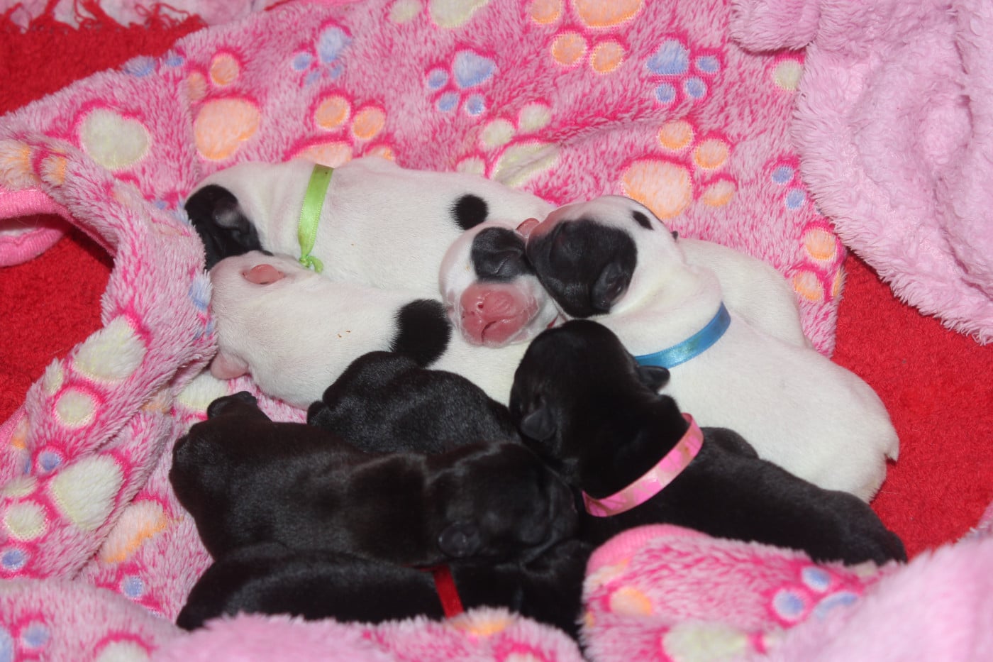 Chiot Bouledogue français