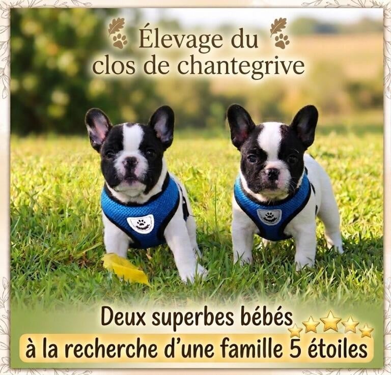 Bouledogue français - Du Clos De Chantegrive