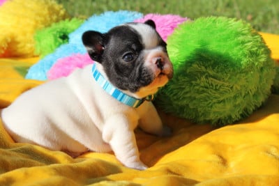 Les chiots de Bouledogue français