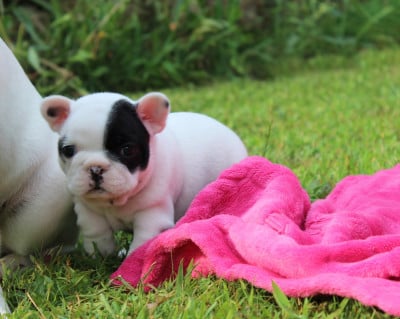 Les chiots de Bouledogue français