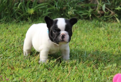 Les chiots de Bouledogue français