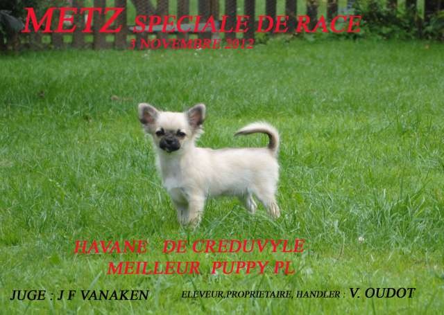 Havane De creduvyle - très prometteur-meilleur puppy