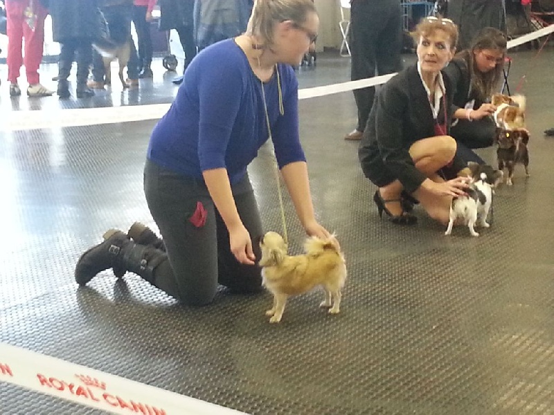 Havane De creduvyle - 2ème exellent