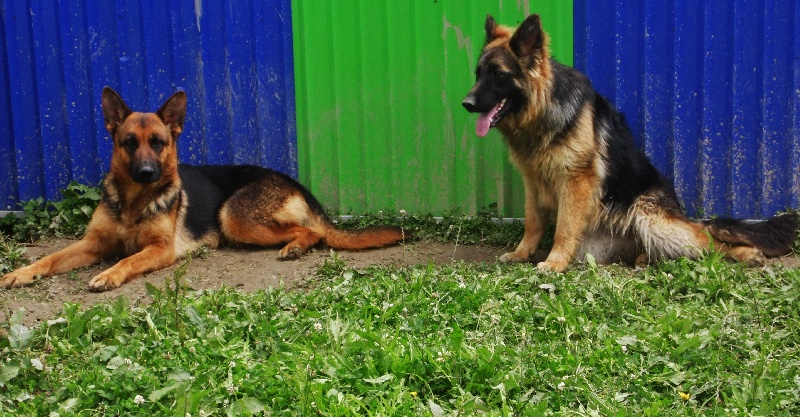 Publication : De La Villa Des Rosiers