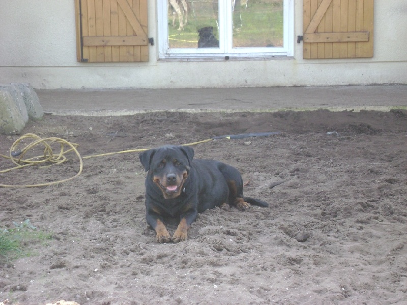 Publication : Des anges gardiens de la grace Auteur : Karen TOUBIANA