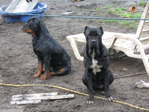 Publication : Des anges gardiens de la grace Auteur : Karen TOUBIANA