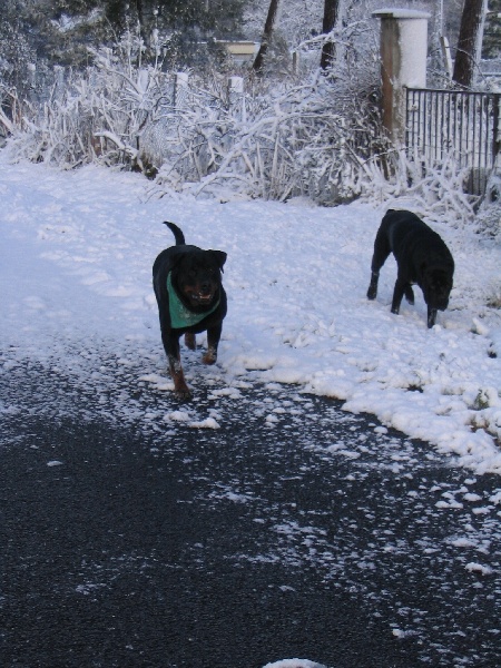 Publication : Des anges gardiens de la grace Auteur : Karen TOUBIANA