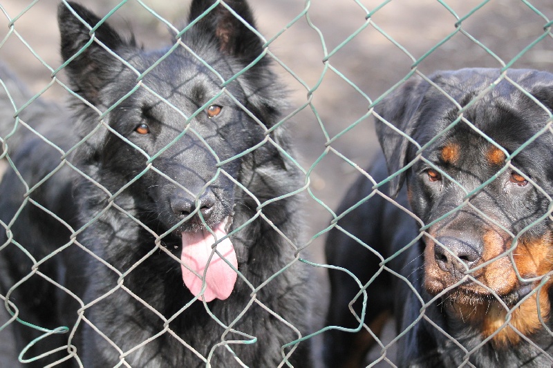 Publication : Des anges gardiens de la grace