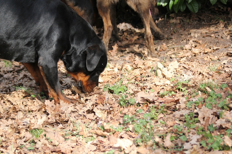 Publication : Des anges gardiens de la grace Auteur : Karen TOUBIANA
