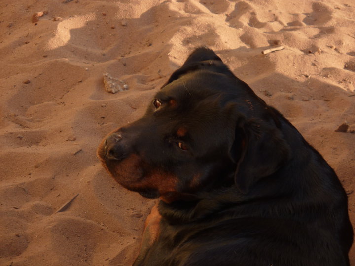 Publication : Des anges gardiens de la grace Auteur : Karen TOUBIANA