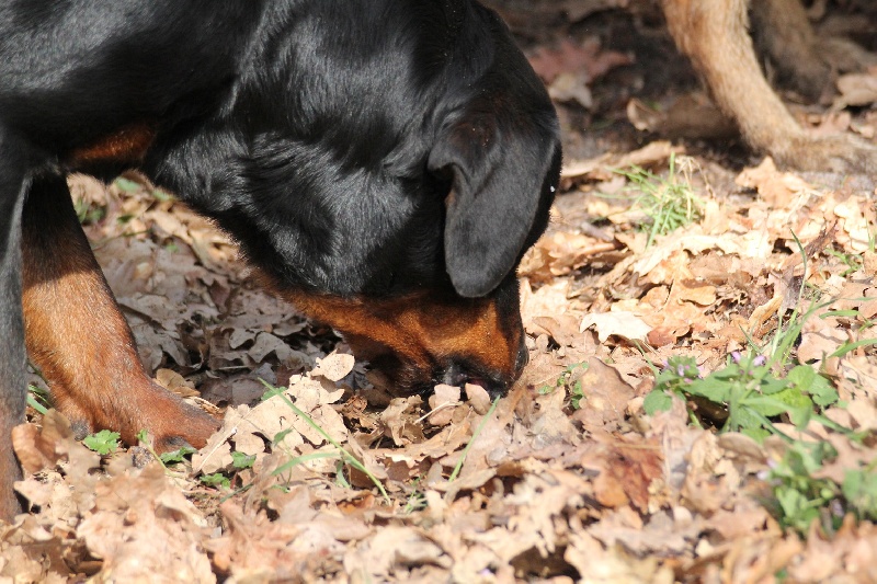 Publication : Des anges gardiens de la grace Auteur : Karen TOUBIANA