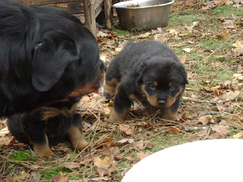 Publication : Des anges gardiens de la grace Auteur : Karen TOUBIANA