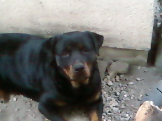 Publication : Des anges gardiens de la grace Auteur : Karen TOUBIANA