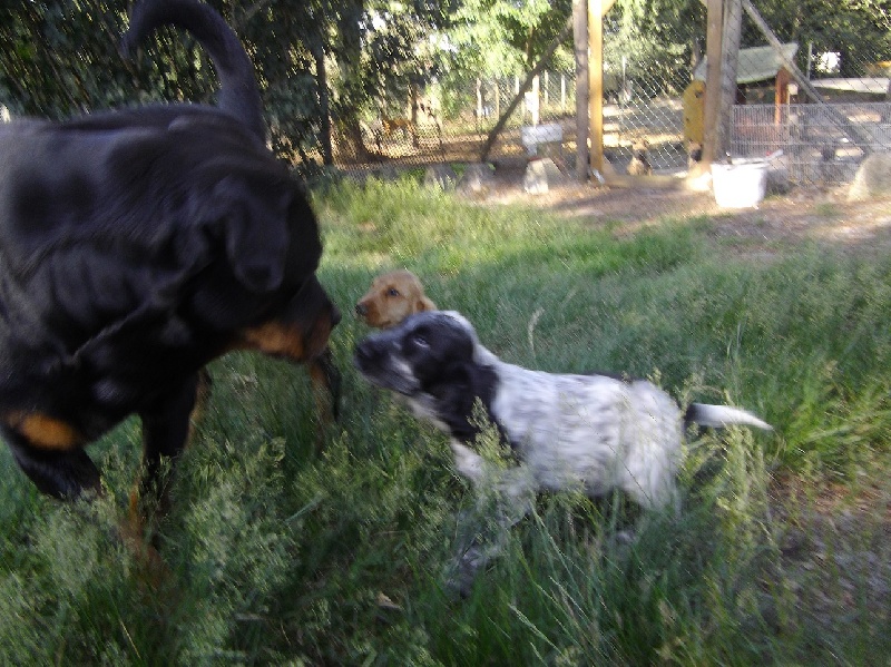 Publication : Des anges gardiens de la grace Auteur : Karen TOUBIANA