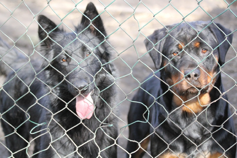 Publication : Des anges gardiens de la grace