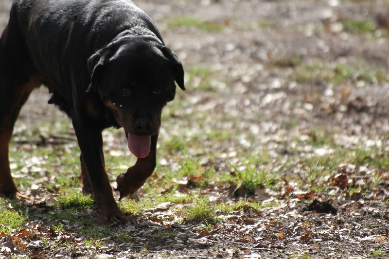 Publication : Des anges gardiens de la grace Auteur : Karen TOUBIANA