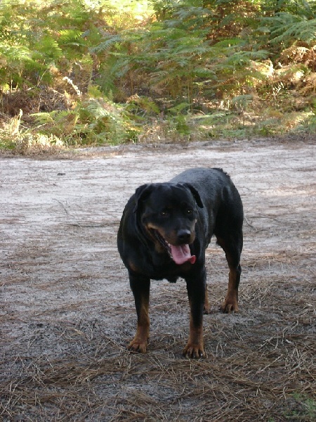 Publication : Des anges gardiens de la grace Auteur : Karen TOUBIANA