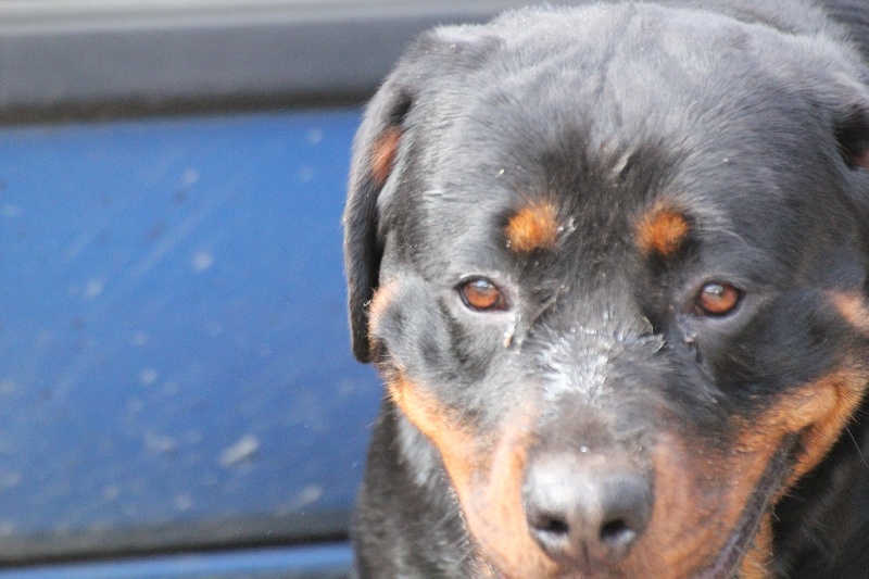 Publication : Des anges gardiens de la grace