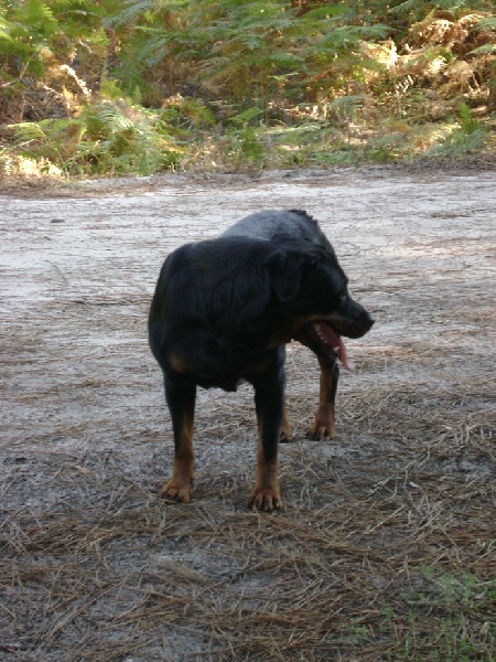 Publication : Des anges gardiens de la grace Auteur : Karen TOUBIANA