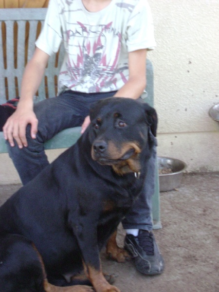 Publication : Des anges gardiens de la grace Auteur : Karen TOUBIANA