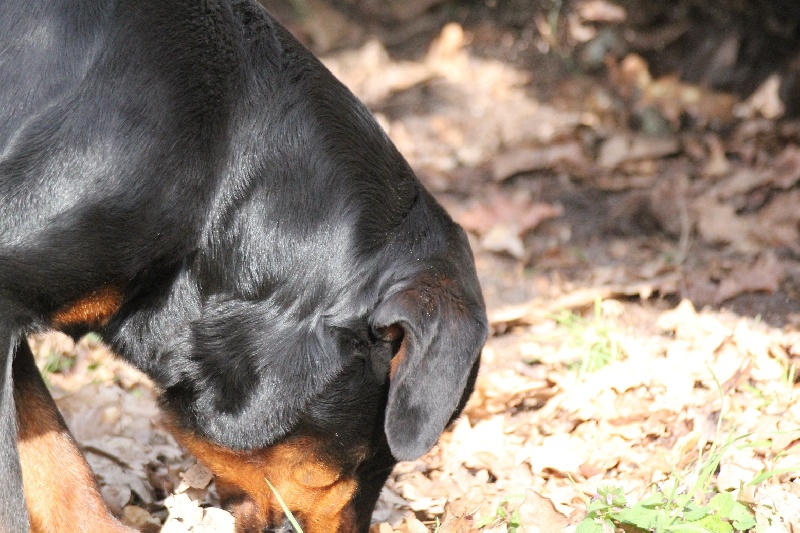 Publication : Des anges gardiens de la grace Auteur : Karen TOUBIANA