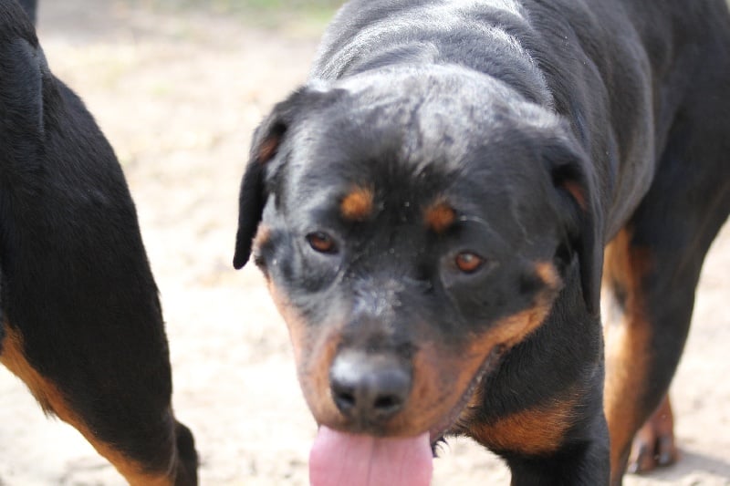 Publication : Des anges gardiens de la grace