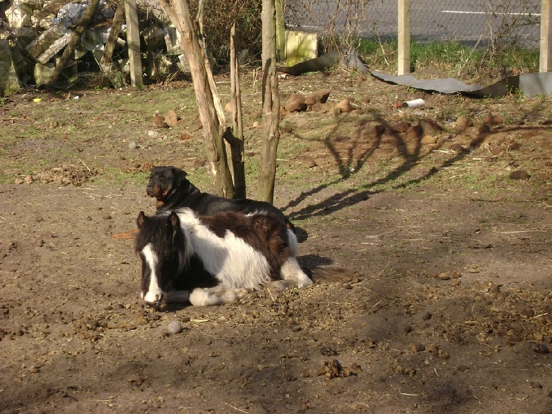 Publication : Des anges gardiens de la grace Auteur : Karen TOUBIANA