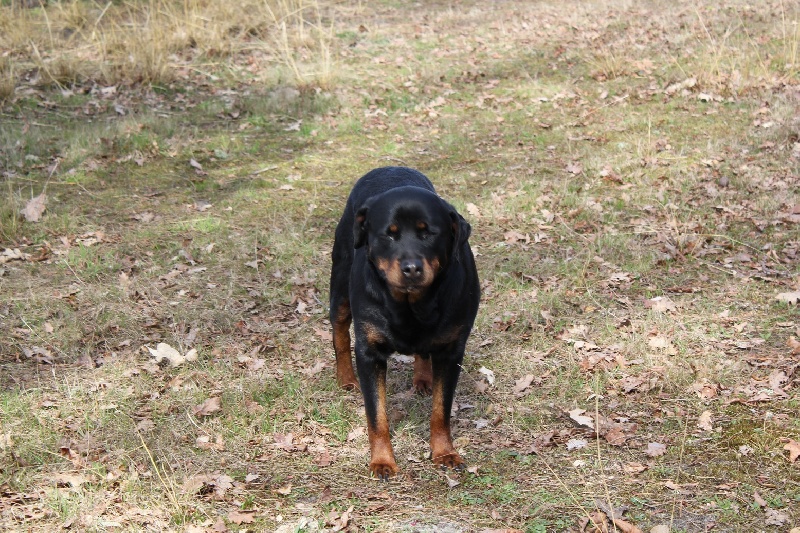 Publication : Des anges gardiens de la grace Auteur : Karen TOUBIANA