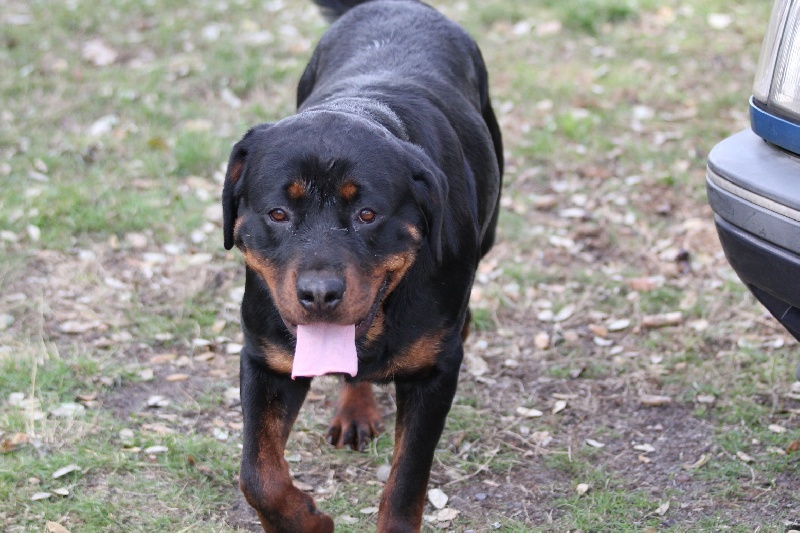 Publication : Des anges gardiens de la grace