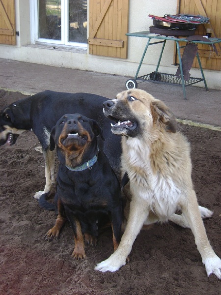 Publication : Des anges gardiens de la grace Auteur : Karen TOUBIANA