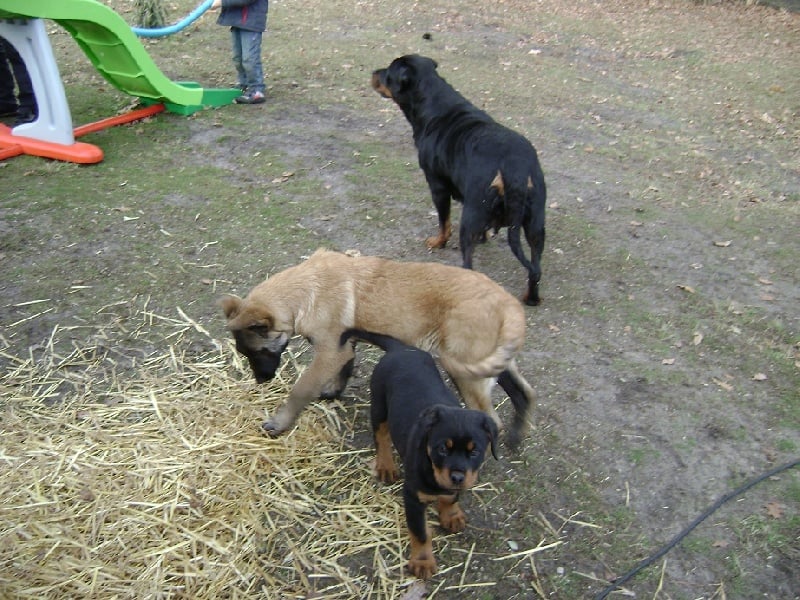 Publication : Des anges gardiens de la grace