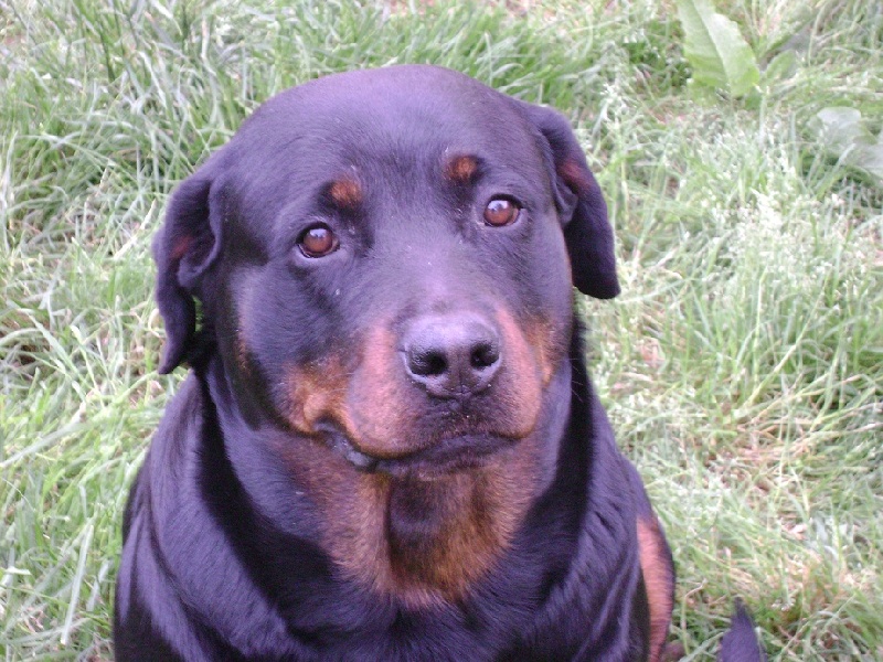 Publication : Des anges gardiens de la grace Auteur : Karen TOUBIANA