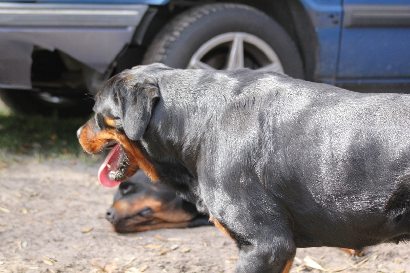 Publication : Des anges gardiens de la grace Auteur : Karen TOUBIANA
