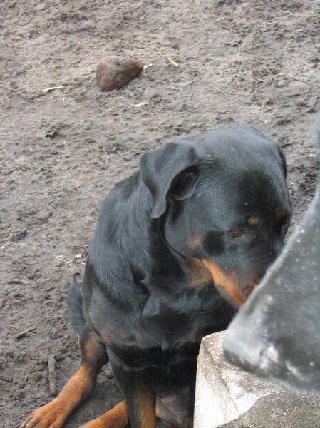 Publication : Des anges gardiens de la grace Auteur : Karen TOUBIANA