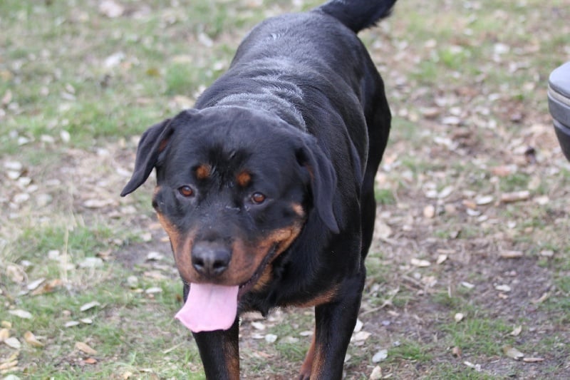 Publication : Des anges gardiens de la grace